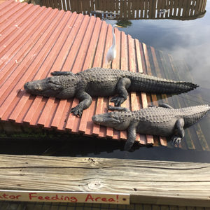 Gators sunning
