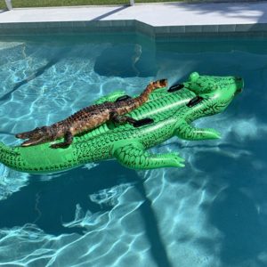 Alligator on a pool float